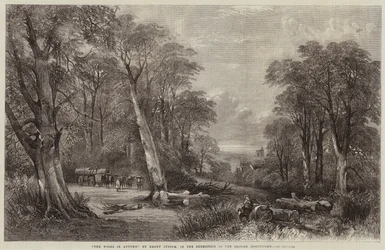 The Woods in Autumn